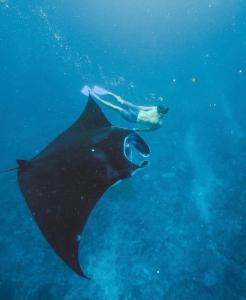 a stingray swimming next to a diver in the ocean at Jhuna Komodo Homestay in Komodo