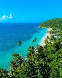 uma vista para uma praia com palmeiras e para o oceano em Hotel YELLOW HOME Providencia Isla em Providencia