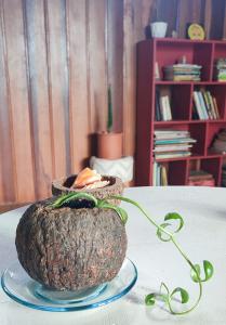MauésにあるRibeirinhos Hostelの大きなココナッツがテーブルに座って皿を置いて