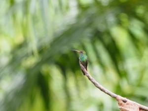 un colibrí colgado en una rama de árbol en Sunrise, en Drake