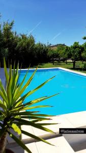 a plant next to a blue swimming pool at Quinta da Ponte das Hortas 3 in Elvas