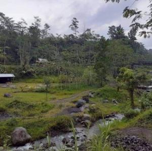 a stream in a field next to a forest at Exorcism Camp in Bukittinggi
