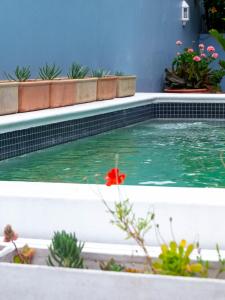 a swimming pool with plants and a red flower at Charming Heritage Villa Tamboerskloof in Cape Town