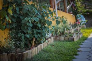 a row of plants in a garden next to a building at Chalé Sol da Montanha em Termas do Gravatal - SC in Gravatal