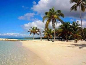 a sandy beach with palm trees and the ocean at LA PLAYA - L'Appartement COZY - 2 à 5 personnes in Sainte-Anne