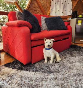 Haustiere von Gästen der Unterkunft Glamping sede campestre Mirador de Pueblo Viejo