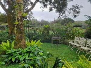 a garden with chairs and a tree and a bench at JHULLIE’S BREEZY HUT in Tagaytay