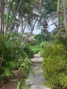 einen Weg durch einen Garten mit Palmen und Pflanzen in der Unterkunft Guango Grove Cozy Corner in Montego Bay