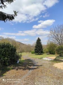 a dirt road with a pine tree in a field at Studio calme à proximité des 7 meuses in Profondeville