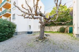 een boom op de binnenplaats van een gebouw bij Cassis le Marignan- en rez-de-chaussée - classé 3 étoiles in Cassis