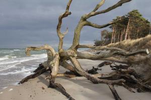 a uprooted tree on a beach near the ocean at Ferienwohnungen Pachal in Prerow