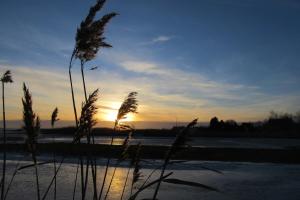 un champ avec de hautes herbes avec le coucher de soleil en arrière-plan dans l'établissement Haus "Fock", à Prerow