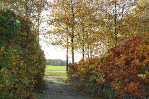 a path through a hedge with trees and a field at Het Lokaal in Cornjum