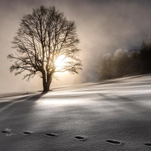 a tree in a snowy field with the sun behind it at Das Haus am Berg: Nestelberg17 in Lackenhof