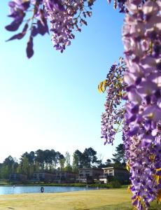 uma árvore com flores roxas e um corpo de água em Écolodges du Golf du Sauternais em Saint-Loubert