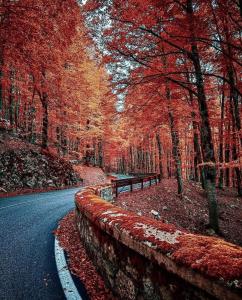 una carretera con un banco en el bosque de otoño en B&B Casal Cominium, en San Donato Val di Comino