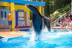 a dolphin is in the water in a pool at Superb House By Seaworld, Private Pool & Gameroom in San Antonio