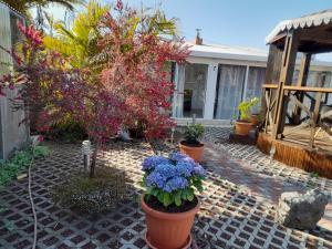 a garden with potted plants and flowers on a patio at Le Bougainvillier in La Plaine des Cafres