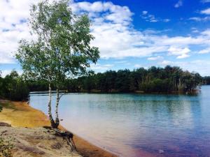 un arbre assis sur la rive d'un lac dans l'établissement Forestry Cottage. Hot tub, open fire, dog friendly, à Gaywood