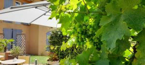 Une bande de raisins verts suspendus à un arbre dans l'établissement Hôtel des Vignes, à Juliénas