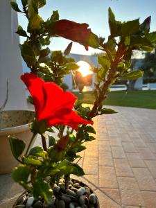 una flor roja en una maceta con la puesta de sol en el fondo en L'Ulivo Bed and Breakfast, en Savelletri di Fasano