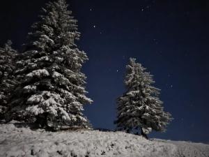 three snow covered trees on a hill at night at Rigi-Scheidegg Ferienwohnungen West XL in Vitznau