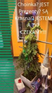 Ein kleiner Weihnachtsbaum in einem Topf neben einem Weihnachtsbaum in der Unterkunft Apartamenty Pilsko in Korbielów