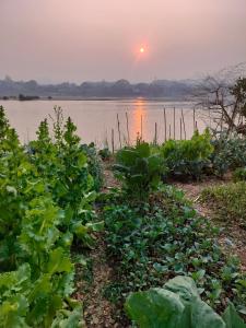 a field of crops with the sunset in the background at Somewhere over the river in Ban Houayxay