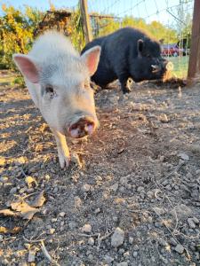 Un cochon debout dans la terre à côté d'une clôture dans l'établissement Quinta da Ponte das Hortas 3, à Elvas