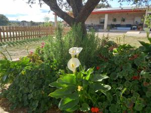 Ogród w obiekcie CASA RURAL LA HOJA EL VALLE