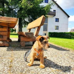 霍蓋思的住宿－Ferienwohnung Harzluchs mit Balkon, Netflix und Sauna im Haus，坐在长凳旁的一只棕色狗
