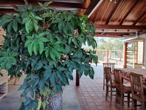 eine große grüne Pflanze in einem Raum mit einem Tisch in der Unterkunft Pousada Ribeirinha in São José da Barra