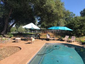 a dog is standing next to a swimming pool at Amazing Loft on Horse Ranch in Pilot Hill