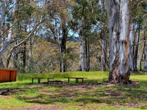 dos mesas de picnic en un parque junto a un árbol en Cabin 3 - Snowy Accommodation, en Adaminaby