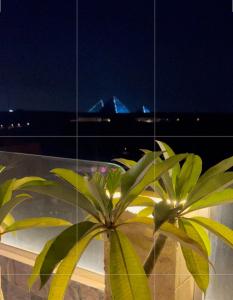 a plant in front of a building with lights at pyravista in ‘Ezbet `Abd el-Ḥamîd