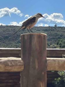 a bird sitting on top of a wooden post at La Luna, casa mágica en sierras! in Villa Serrana