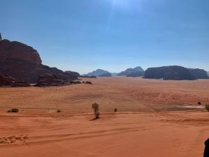 Eine Wüste mit einem Baum mittendrin in der Unterkunft Wadi Rum desert Mohammed in Wadi Rum