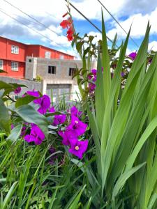 a group of purple flowers in the grass at La Casa del Profe 