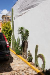 Biała ściana z grupą roślin i kaktusów w obiekcie Siento Oaxaca w mieście Oaxaca
