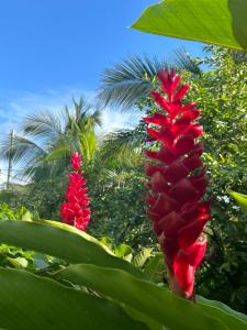 una flor roja delante de algunas palmeras en Joli bungalow fleuri, en Les Abymes