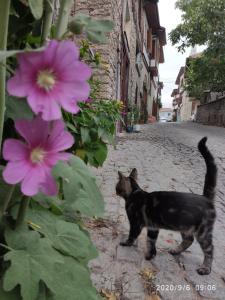 a black cat walking down a street next to pink flowers at Demirkapi Konak Hotel in Safranbolu