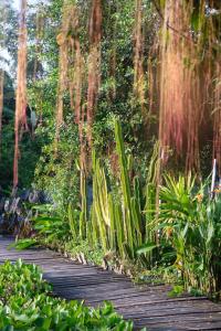 einen Holzweg durch einen Garten mit Pflanzen und Bäumen in der Unterkunft Bungalow - Farmstay Hoa Rừng U Minh in Cà Mau