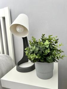 a lamp and a potted plant on a table at Apartamento en Centro - Vial in Córdoba