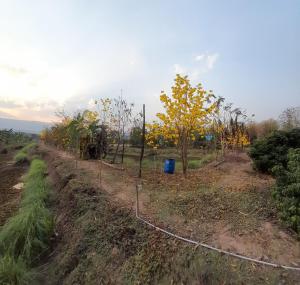 a row of apple trees in a garden at Banrai Tator Phophiang in Ban Nong Khan