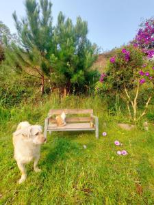 a dog standing next to a bench with a cat on it at Nhà Trong Sương Đà Lạt in Da Lat