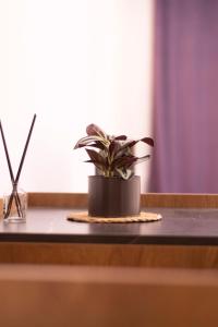 roślina doniczkowa siedząca na stole w obiekcie HASS Boutique Hotel w mieście Gostiwar