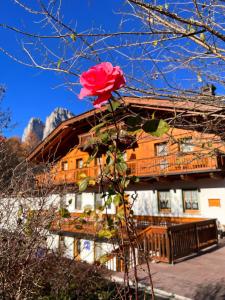 uma rosa numa árvore em frente a uma casa em Agriturismo Busa dei Sbrase 