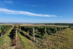 a row of grape vines on a field at Hotel Dolgesheim in Dolgesheim