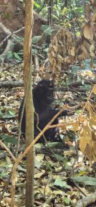 un oso negro yaciendo en el suelo junto a un árbol en homestay noah en Likupang