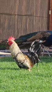 dos pollos parados en el césped cerca de una valla en استراحة دار العين, en Al Ain